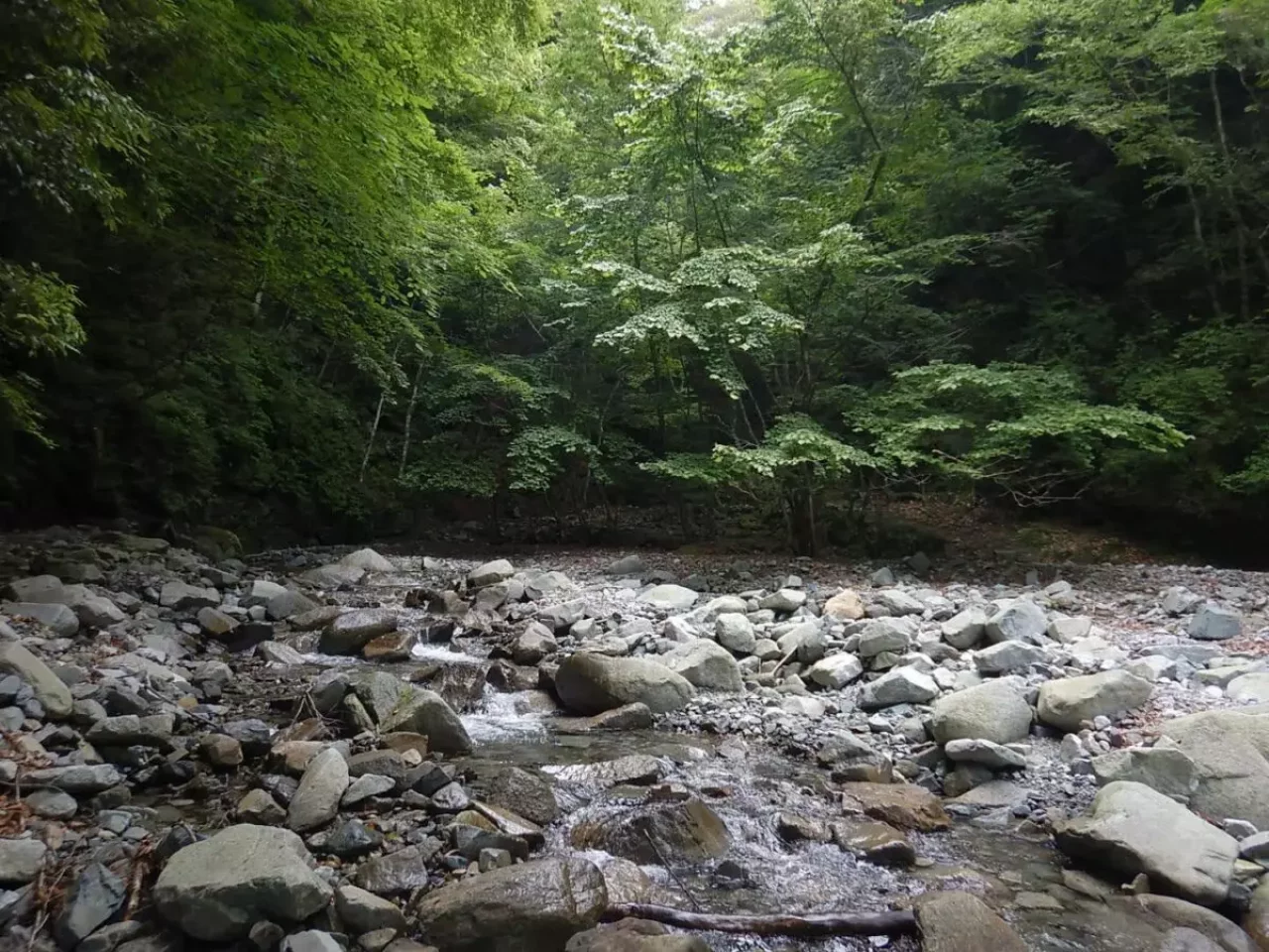 丹沢 登山 檜洞丸 登山道