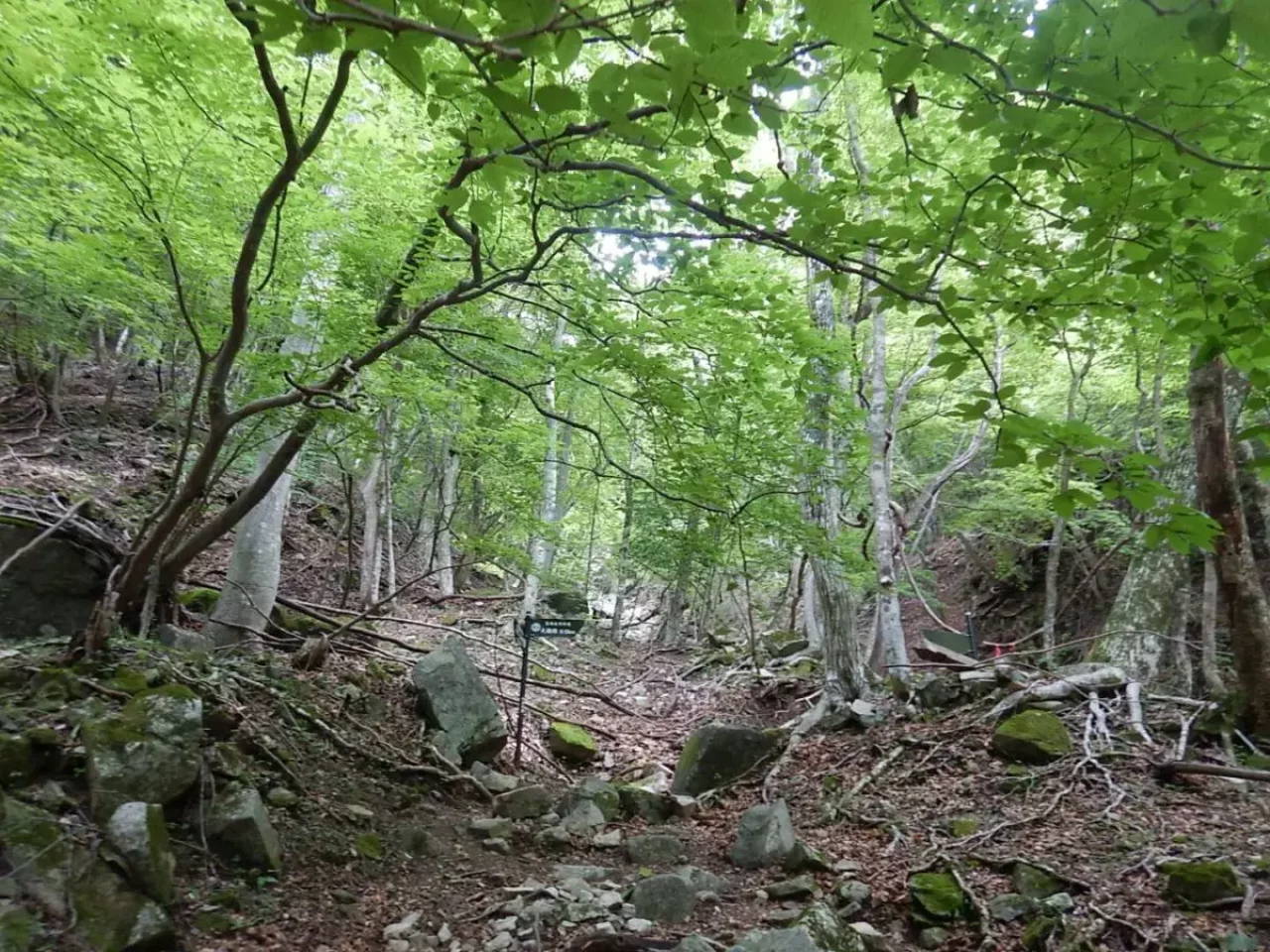 丹沢 大室山 加入道山 谷筋