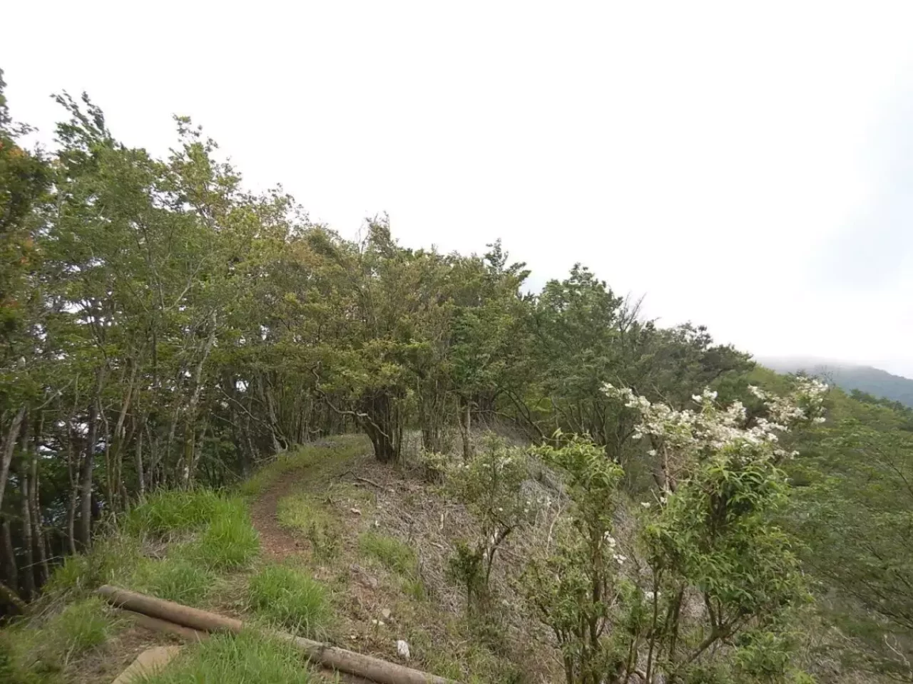 丹沢 大室山 加入道山 登山道
