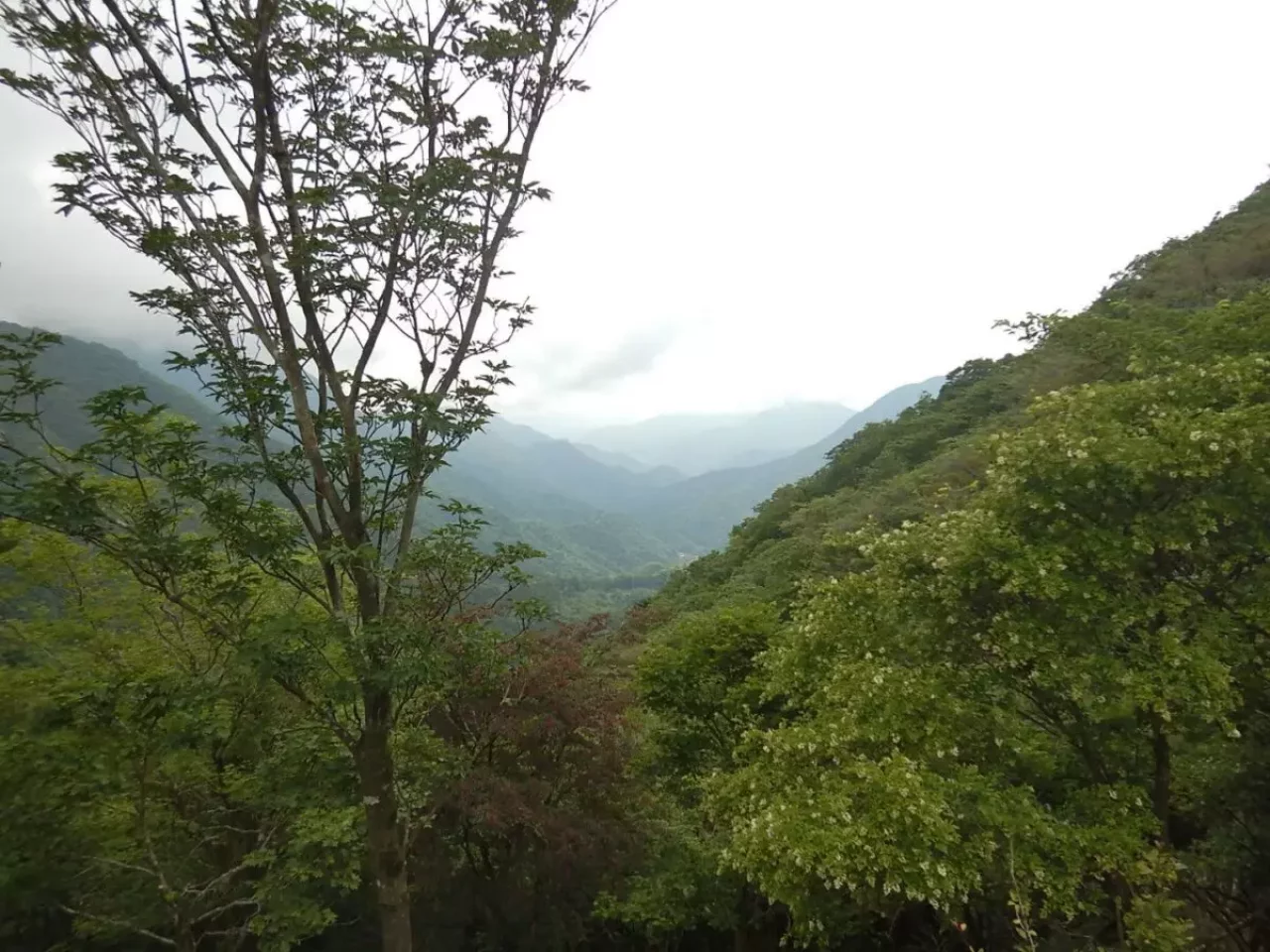 丹沢 大室山 加入道山 登山道