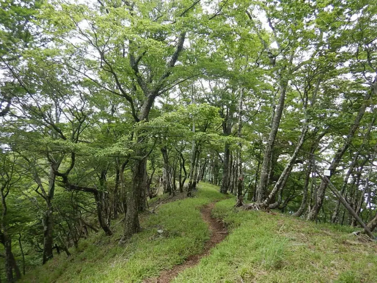 大室山 加入道山 登山 登山道