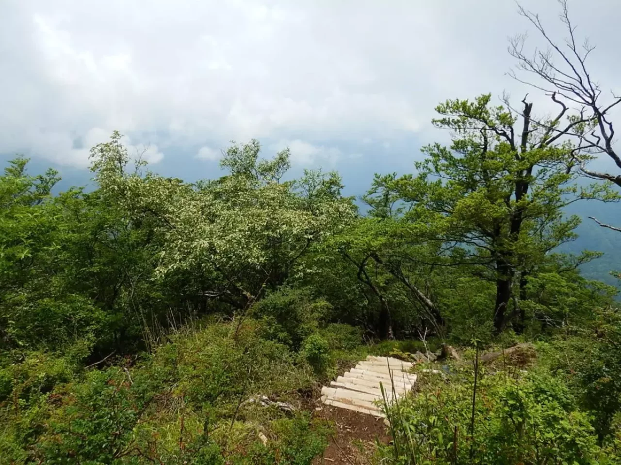 丹沢 大室山 加入道山 稜線