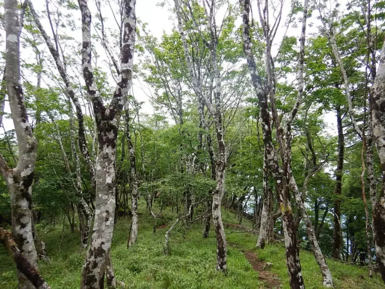 丹沢 大室山 加入道山 登山道