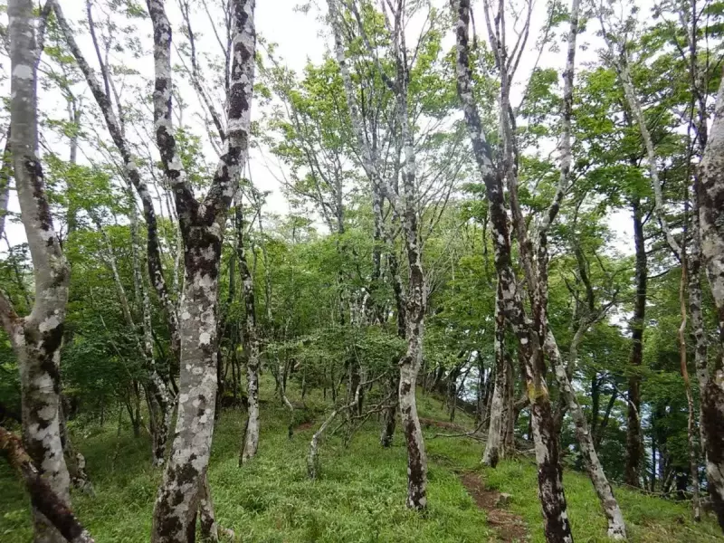 丹沢 大室山 加入道山 登山道