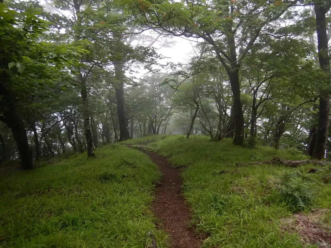 丹沢 大室山 加入道山 登山道