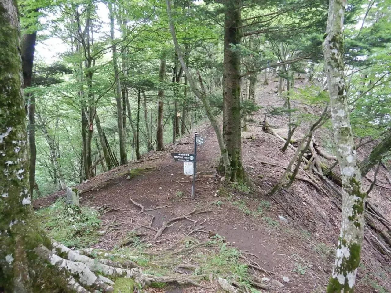 畦ヶ丸 登山 登山道