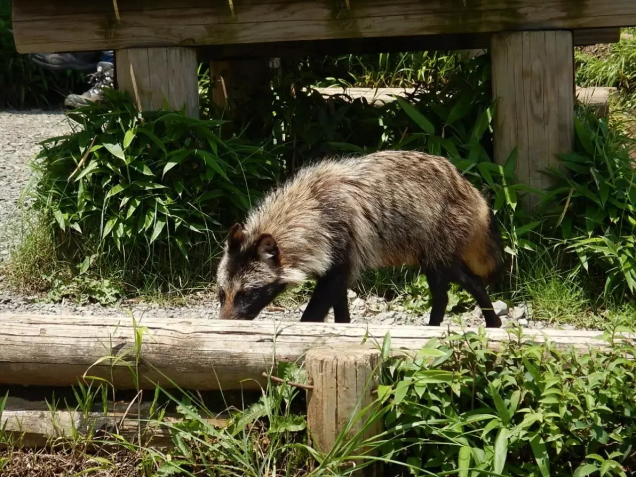 大山 登山 山頂 動物