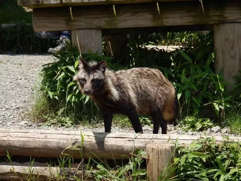 大山 登山 おすすめ 山頂 狸