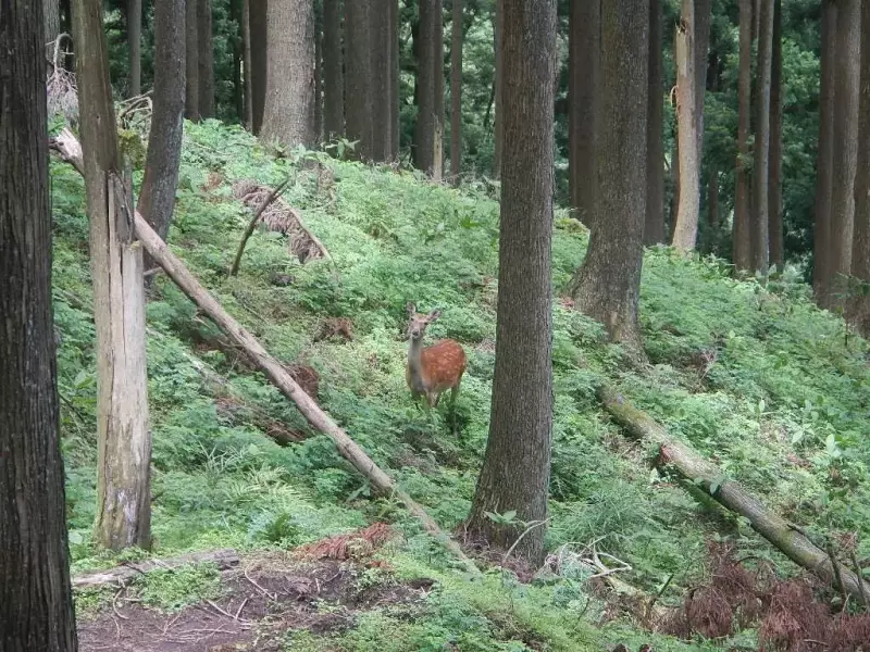 丹沢 鍋割山 樹林帯