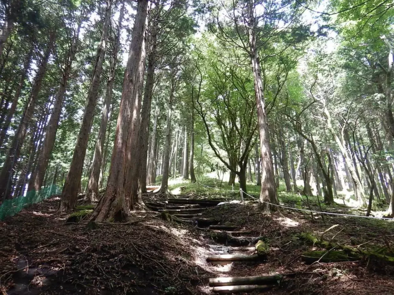 丹沢 三ノ塔 登山道