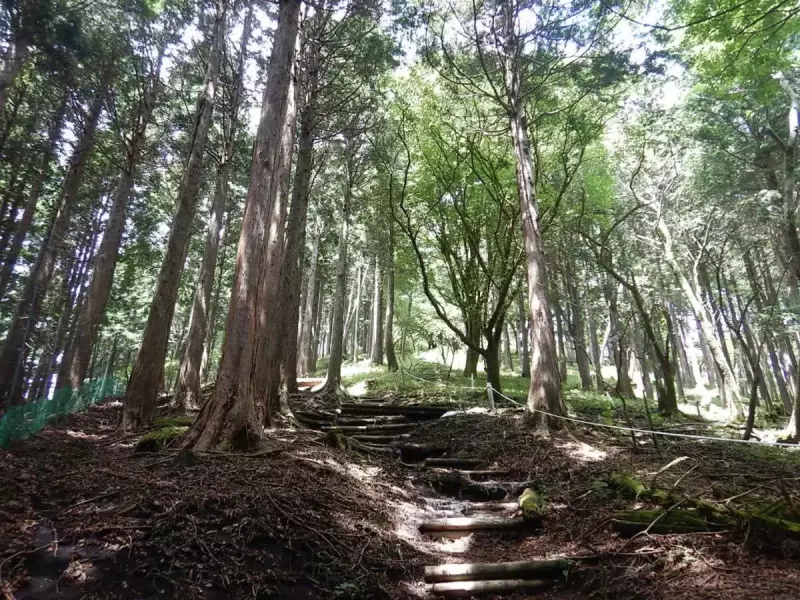 丹沢 三ノ塔 登山道