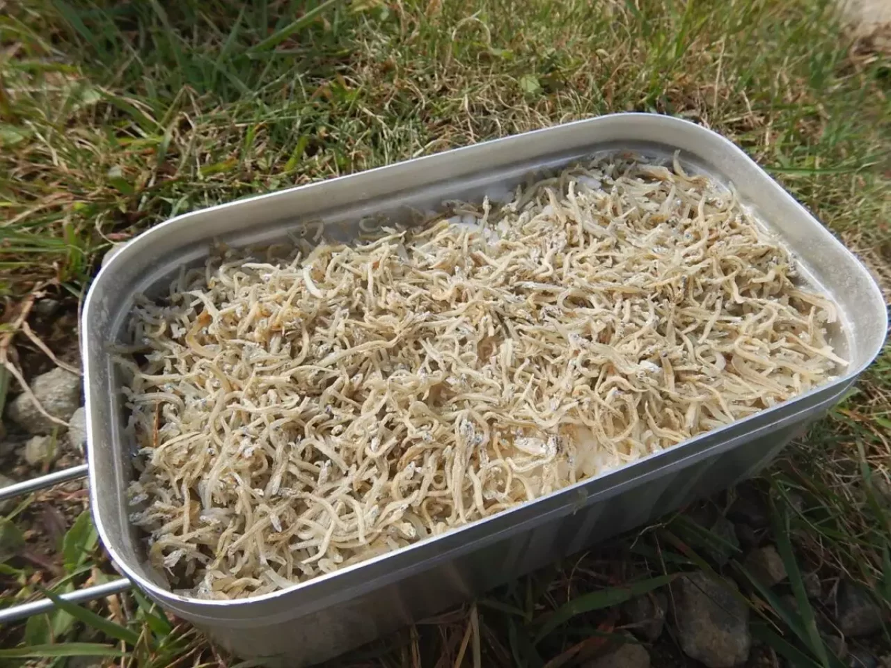 メスティン トランギア 炊き込みご飯 じゃこご飯 盛り付け