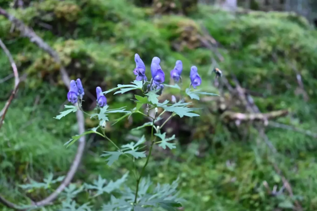 HUAWEI P40 Pro 5Gの撮影で背景をぼかす