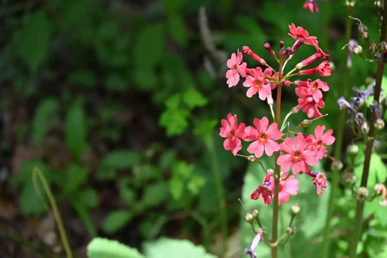 瑞牆山で見れる高山植物