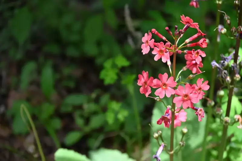 瑞牆山で見れる高山植物