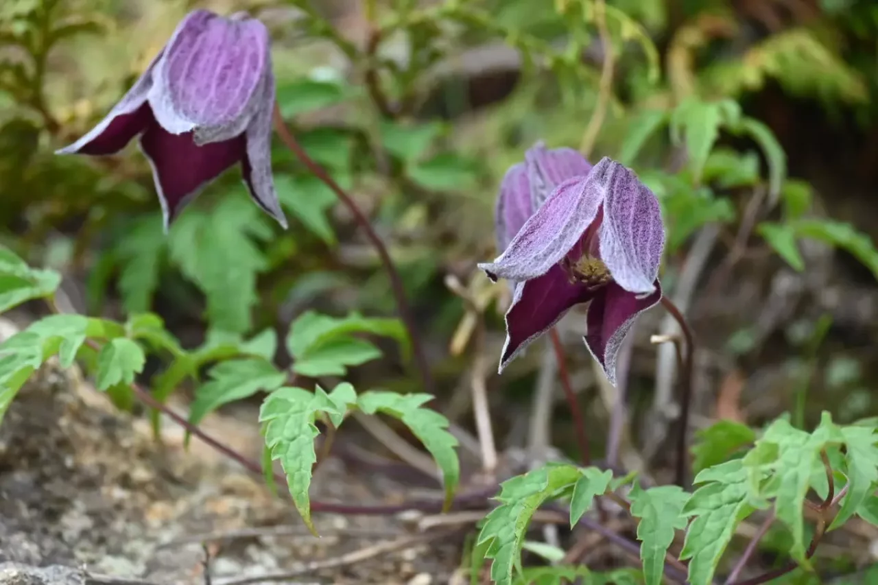 瑞牆山で見れる高山植物