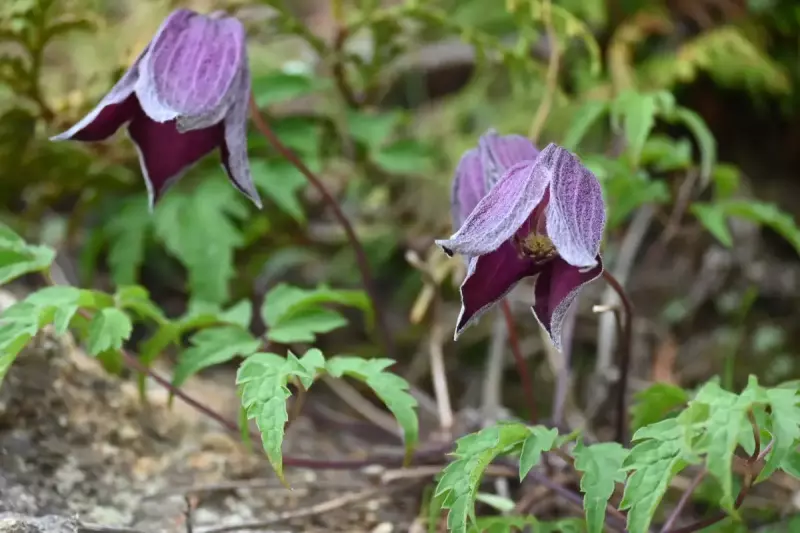 瑞牆山で見れる高山植物