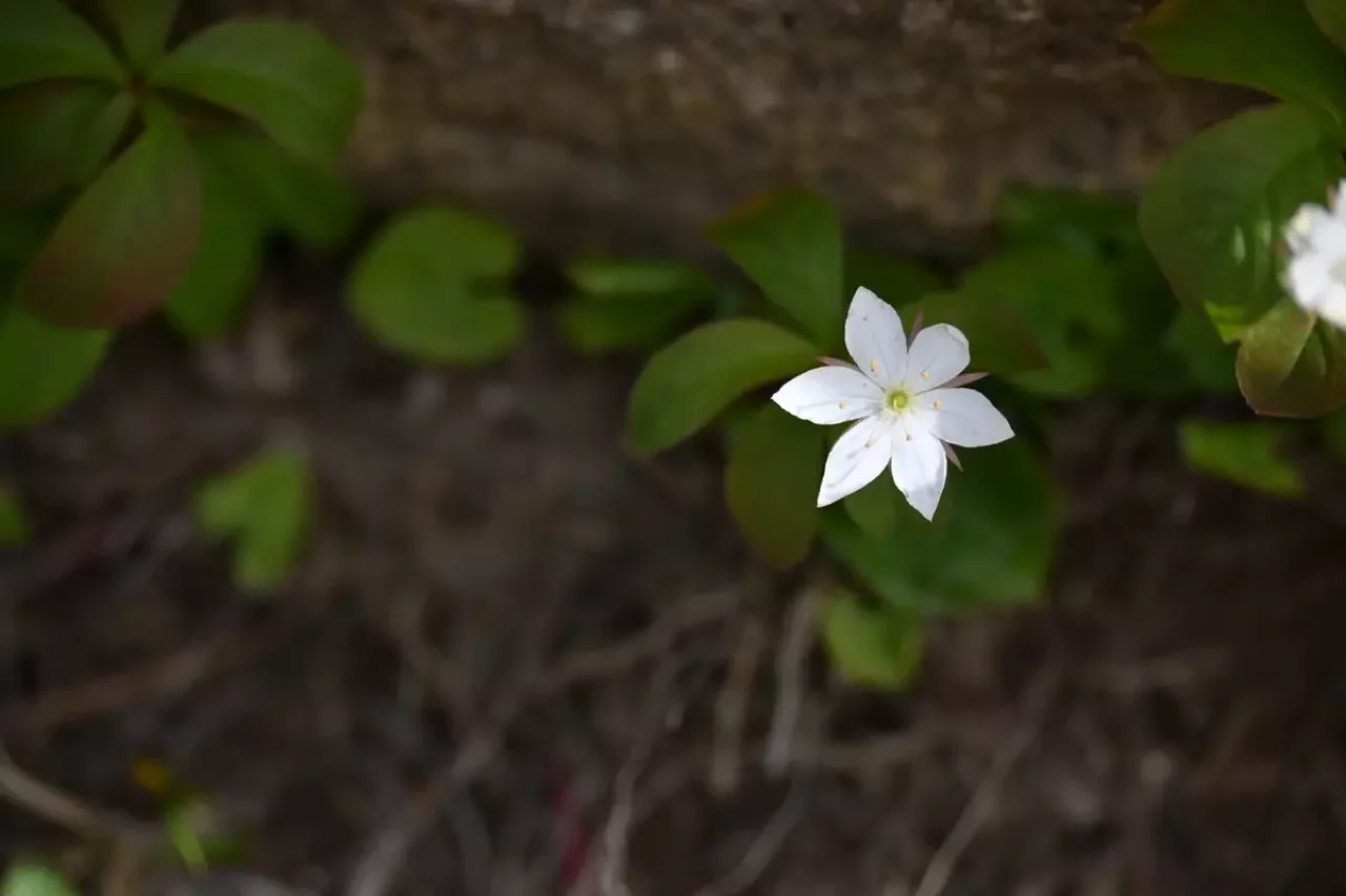 瑞牆山で見れる高山植物