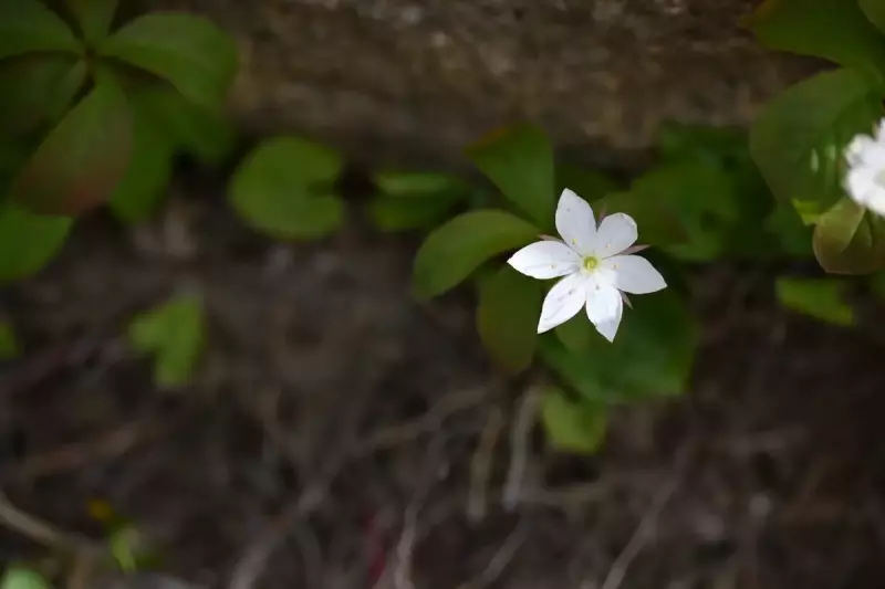 瑞牆山で見れる高山植物