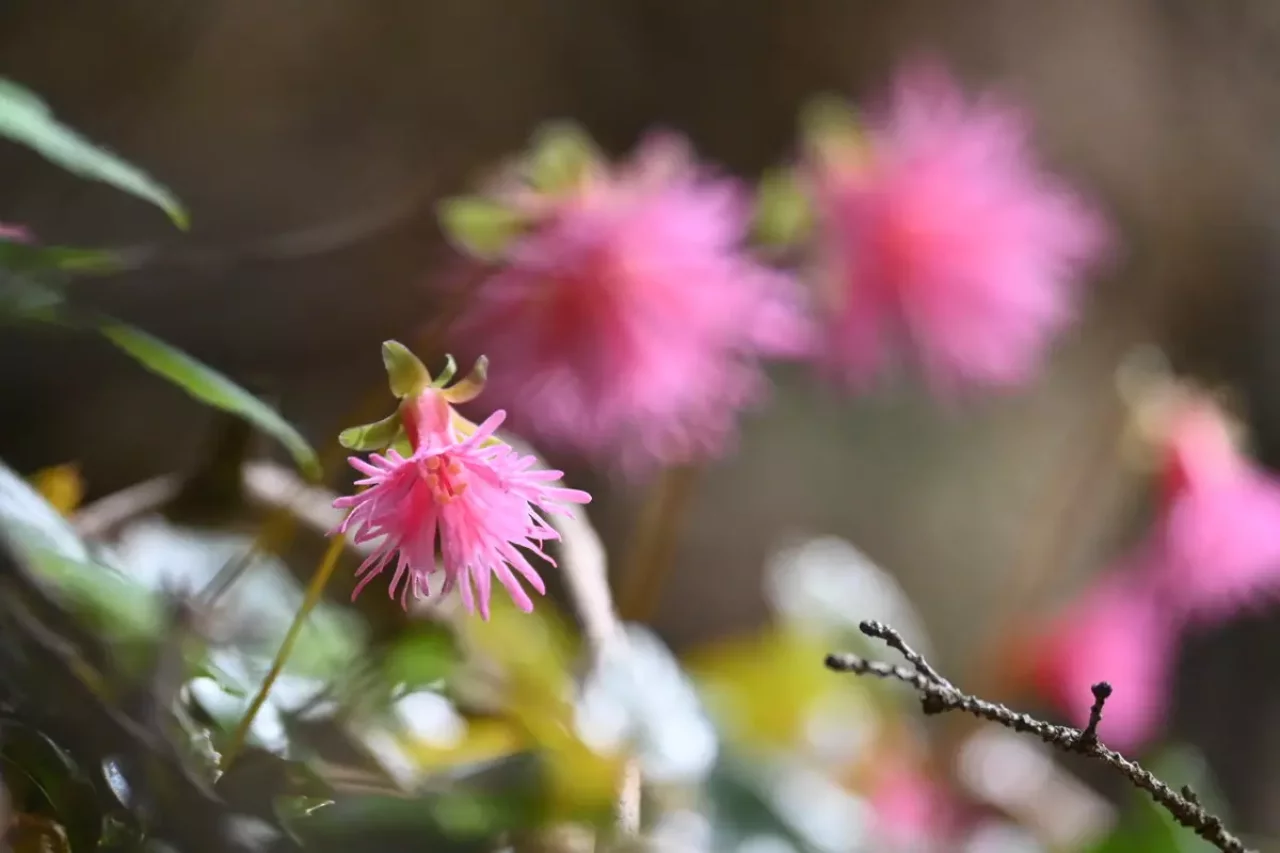 瑞牆山で見れる高山植物
