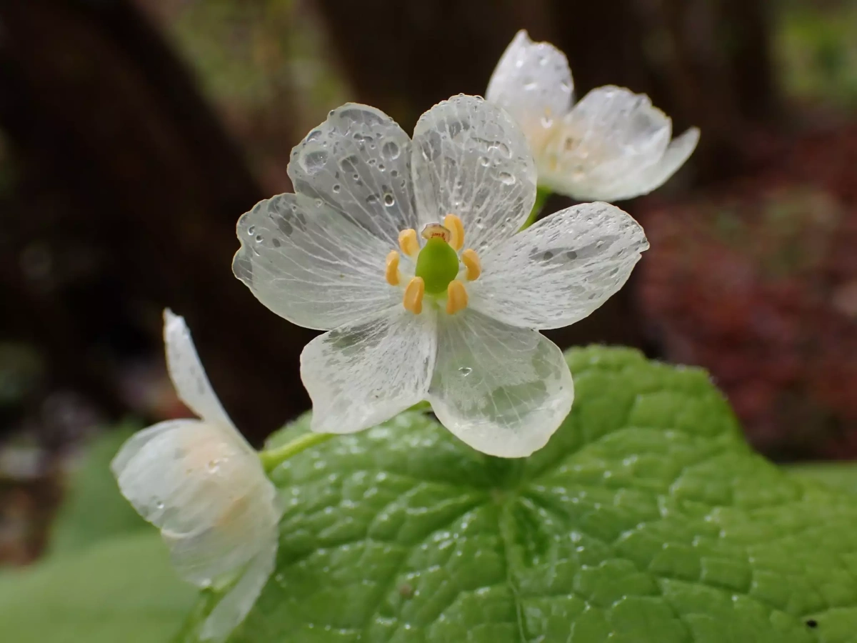 6月の登山・ハイキング−おすすめの山と梅雨入り前後の注意点