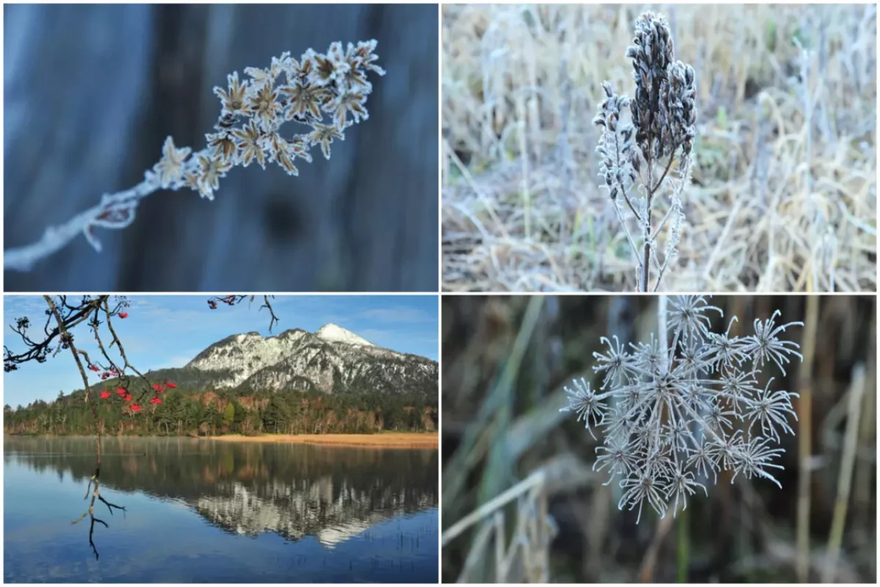 10月下旬の尾瀬の植物たち