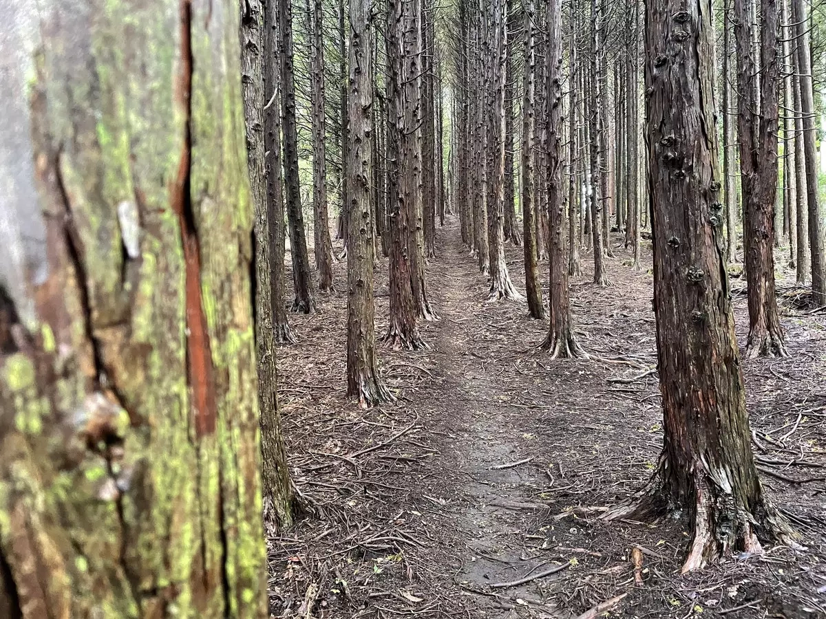 【東京近郊トレイルランコース】知る人ぞ知る奥多摩最上級のダウンヒルを堪能