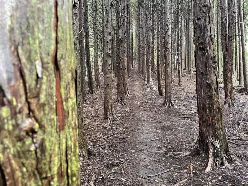 【東京近郊トレイルランコース】知る人ぞ知る奥多摩最上級のダウンヒルを堪能|ルート紹介から探す|登山・トレラン・山スキーマガジン「山旅旅」