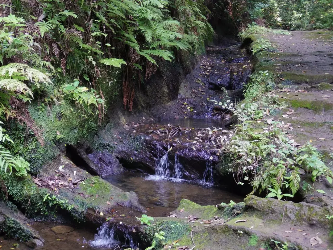 大平山 登山 登山道