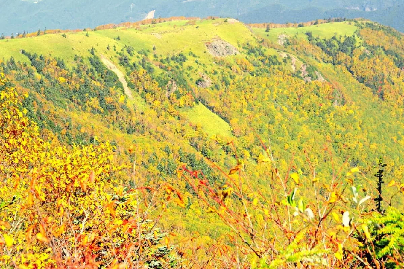 秋色深まる根子岳・四阿山|錦秋の稜線と黄金の森へ