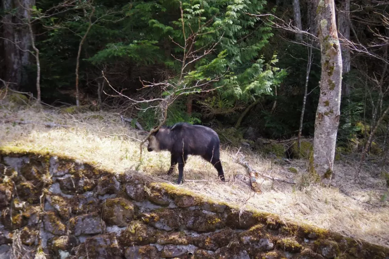 沢登りの魅力 八ヶ岳のカモシカ