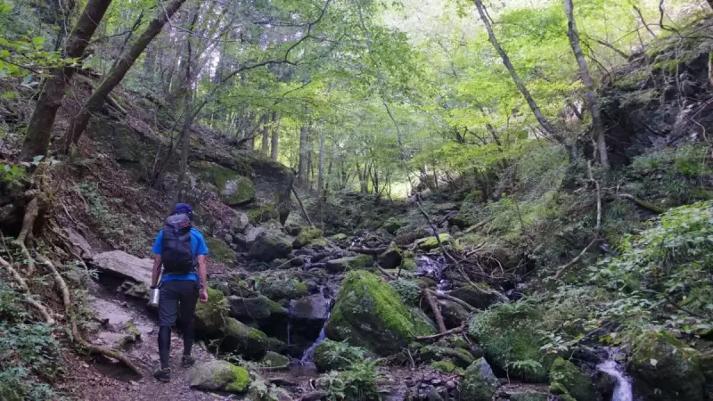 棒ノ折山 登山 登山道