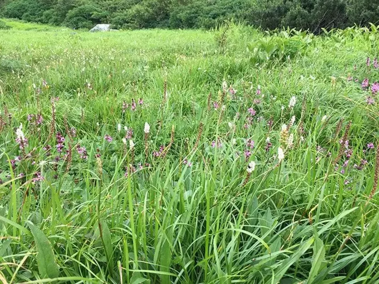 木曽駒ヶ岳 中央アルプス