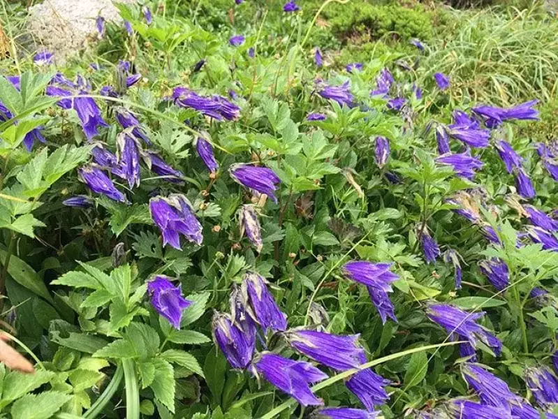 木曽駒ヶ岳 中央アルプス