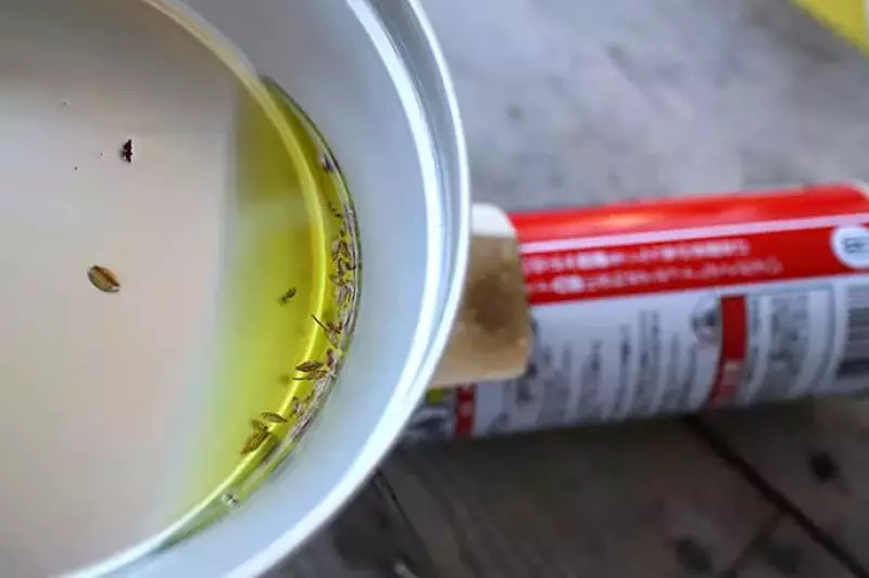 クミンを油で炒める