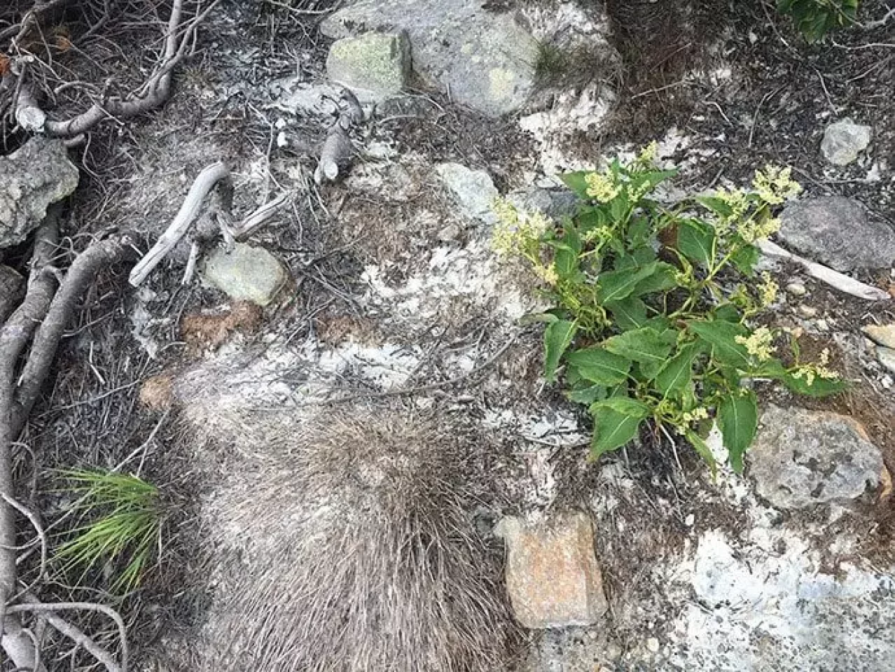 御嶽山 トレイルランニング
