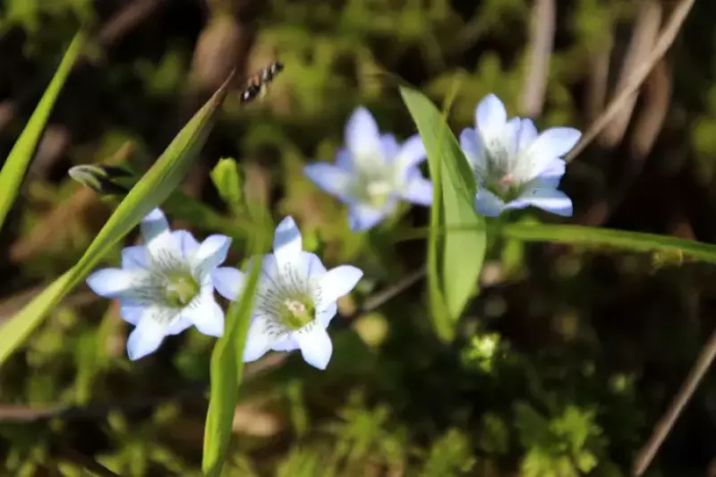 タテヤマリンドウ