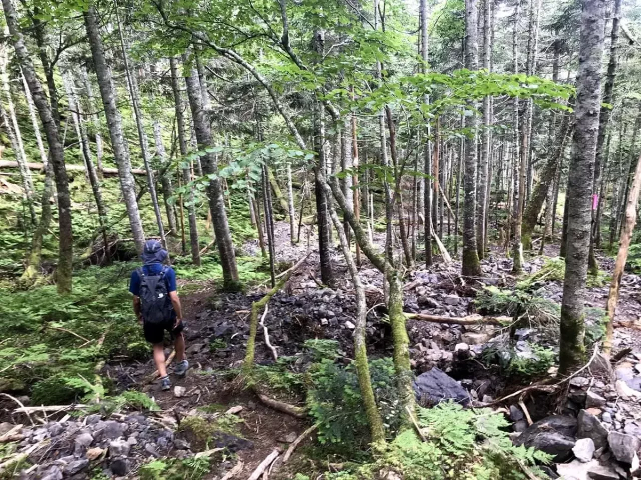 シラビソに囲まれた易老岳