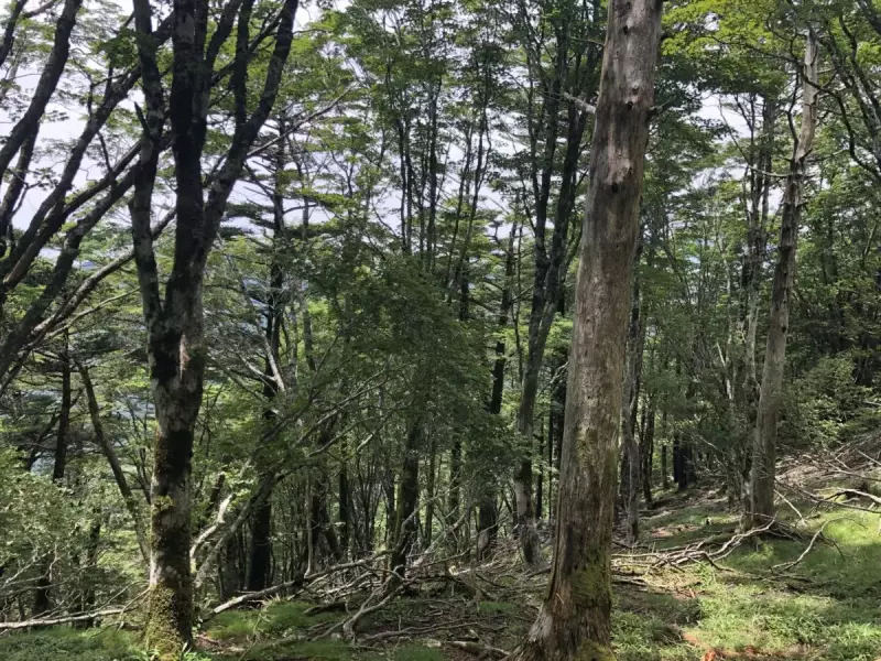 白髪山の原生林