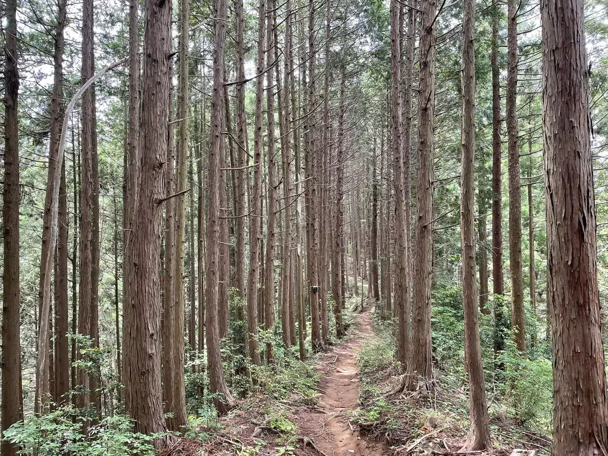 【東京近郊トレイルランコース】御岳山〜金毘羅尾根