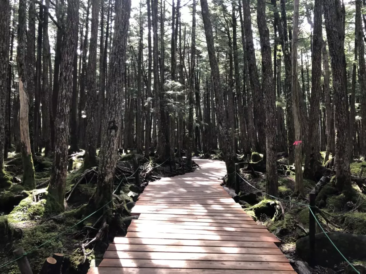 白駒の池入口周辺の木道