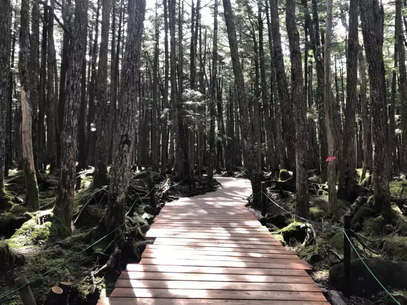 白駒の池入口周辺の木道