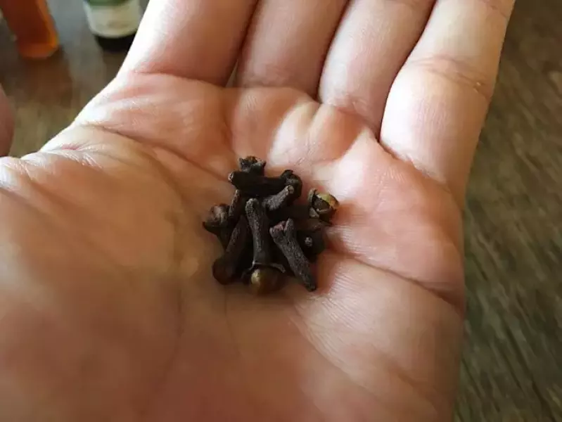 虫よけに効果のあるクローブ