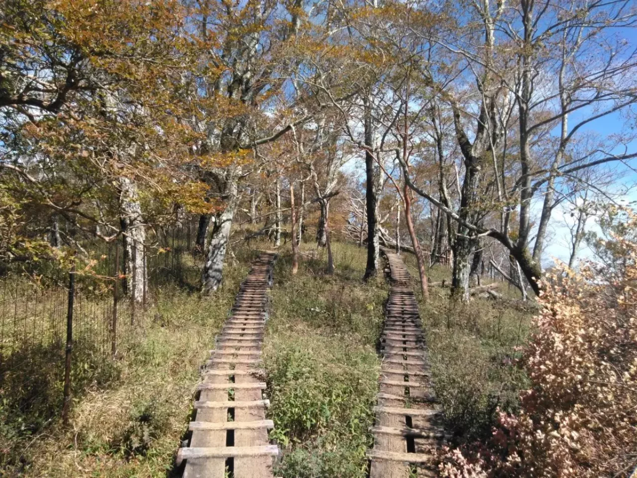 関東百名山 神奈川 檜洞丸 登山道