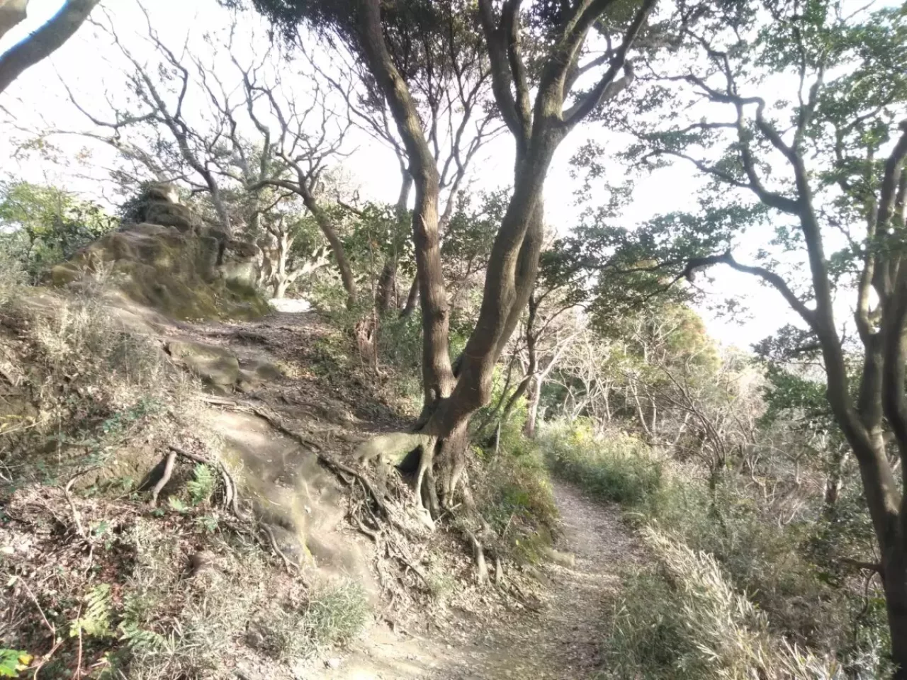 大平山 登山 登山道