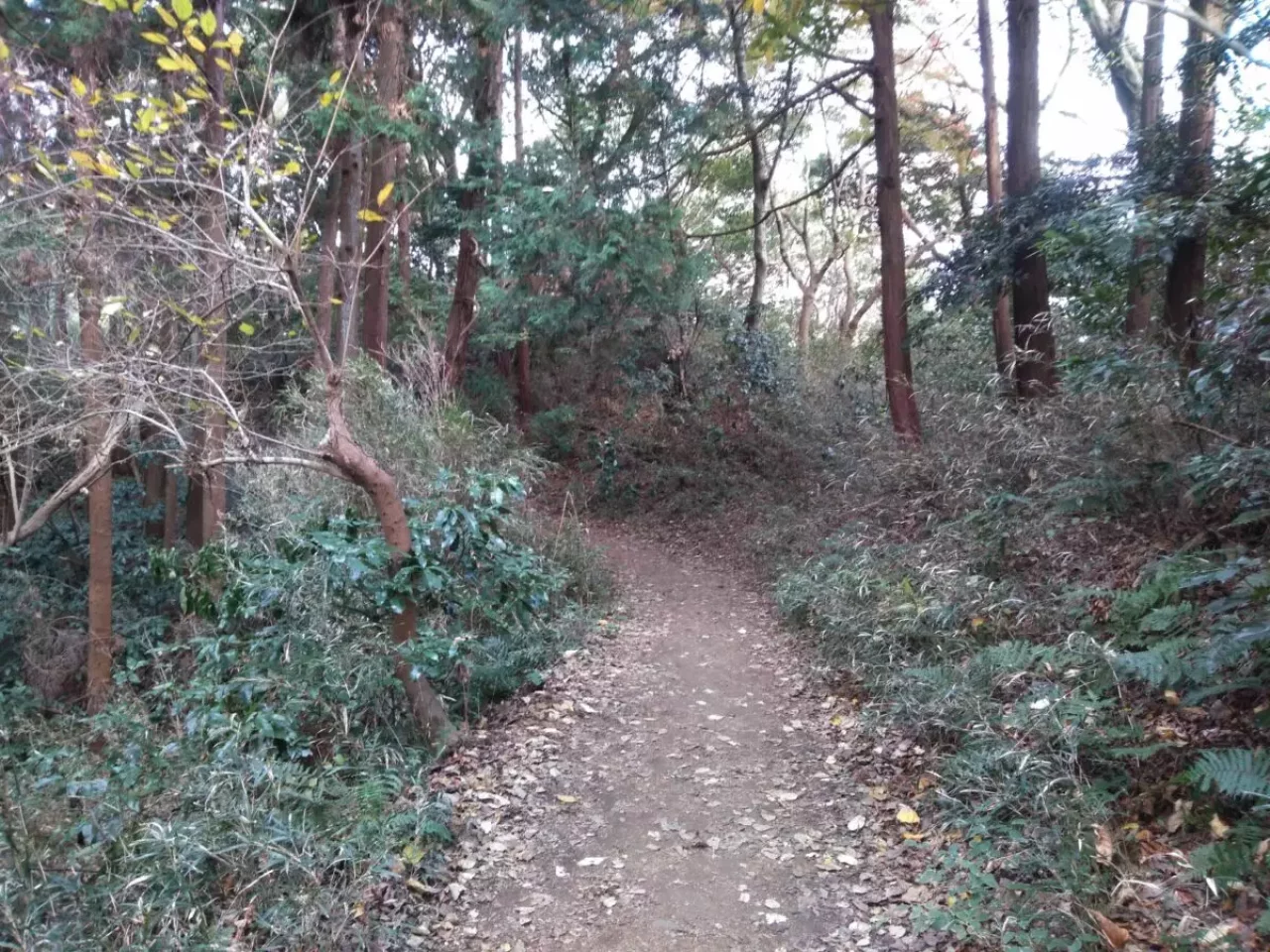大平山 登山 登山道