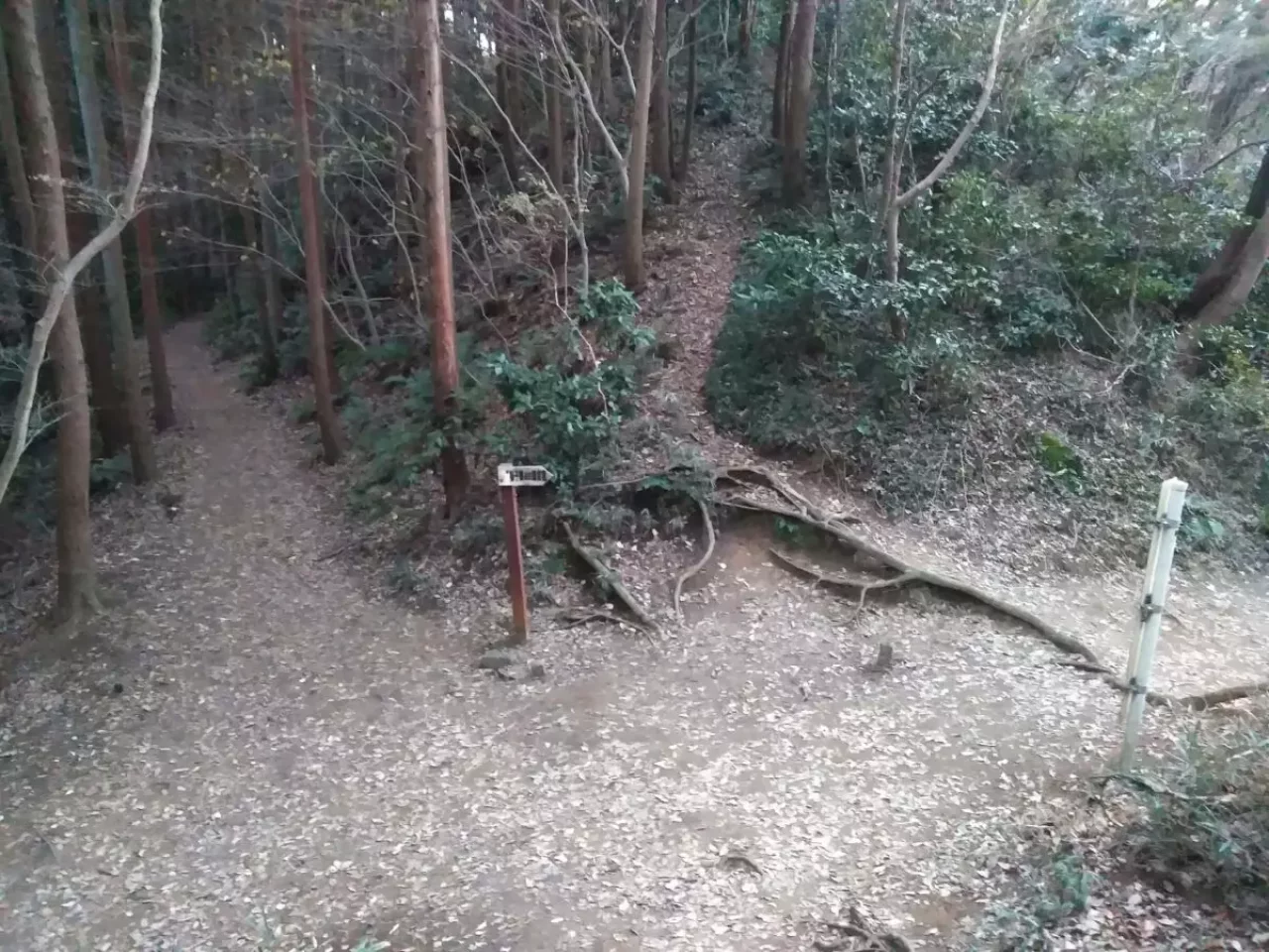 大平山 登山 登山道