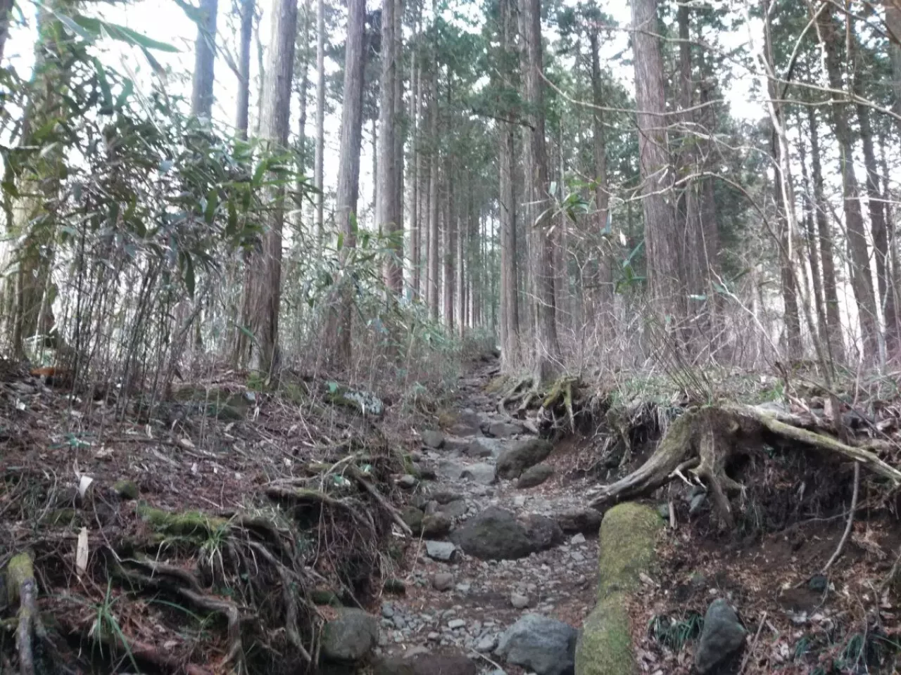 箱根 登山 金時山 登山道