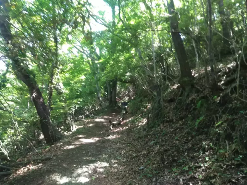 丹沢 大野山 ハイキング 登山道
