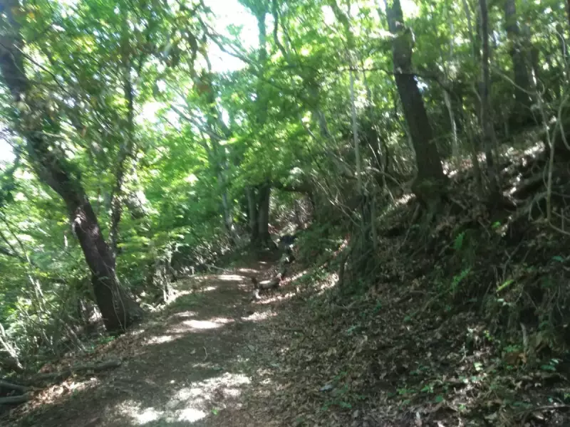 丹沢 大野山 ハイキング 登山道